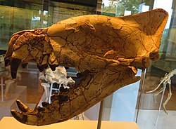 Hyaenodon horriduksen luuranko