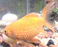 سمكة ذهبية مريضة بمرض "Dropsy".