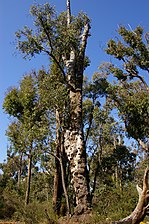 Jarrah tree, Western Australia