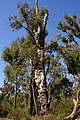 a heavily burled Jarrah tree