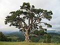 Zlatibor/Златиборски/Zlatiborski