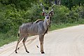 Kudu