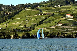 Vaud'da Leman Gölü kıyılarında Lavaux üzüm bağları