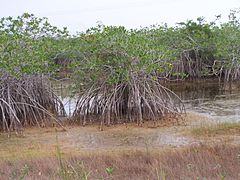 Mangrovníky v Belize