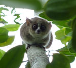 Les microcèbes (ici Microcebus rufus), plus petits primates du monde, ont vécu isolés avec les autres lémuriformes sur l'île de Madagascar.