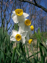 Chinese Sacred Lily