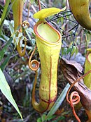Nepenthes monticola op Nieuw-Guinea