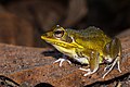 Pelophylax lateralis, kokarit frog - Huai Kha Khaeng Wildlife Sanctuary