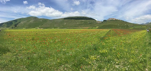 Italiano: Piani di Castelluccio (Giugno 2016) A sinistra un bosco a forma di Italia (piantate 1961) Deutsch: Links ein Waldstück mit den Umrissen Italiens, rechts das Dorf auf dem Hügel. English: In the left: A forest in shape of Italy (Photo June 2016)