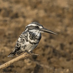 Pied kingfisher, male, by Charlesjsharp