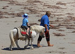 Un poney monté par un petit garçon et dont un homme tient la longe