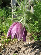 Anemone albana subsp. armena