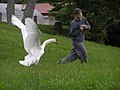 Um Cisne-branco atacando um homem em Toyako, Japão