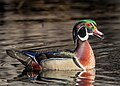 Image 43Wood duck drake vocalizing in Central Park