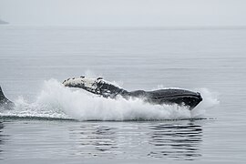 026c Humpback whale jump and splash Photo by Giles Laurent.jpg