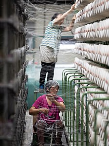 2. The warp yarns are then prepared for weaving.