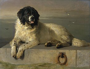 A Distinguished Member of the Humane Society de Sir Edwin Landseer