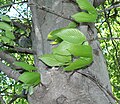 American Beech (Fagus grandifolia) bark and foliage