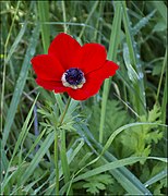 A Anemone coronaria é a flor nacional do país.