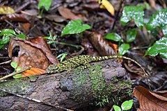 Description de l'image Anolis petersii 70665115.jpg.