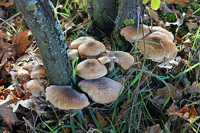 Onbekende paddenstoel in de Kampina (1 november)