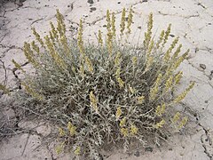 Artemisia cana-10-6-04.jpg