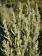 Artemisia cana (5034487638).jpg