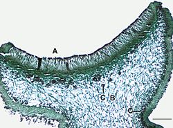 Apothecium van het korstmos Physcia. A = hymenium met asci, B = merg (mycelium), C = algenlaag. Schaal = 0,2 mm.