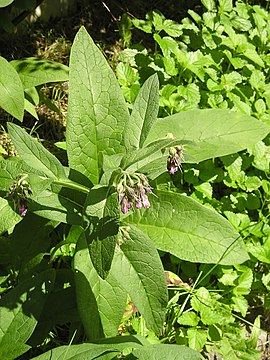 Symphytum officinale