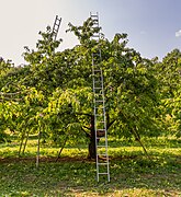 Bieberbach Kirschgarten-20230709-RM-170535.jpg