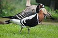 Branta ruficollis (cat.)