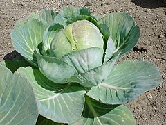 White cabbage (Brassica oleracea)