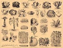 Brockhaus and Efron Encyclopedic Dictionary b42 668-1.jpg