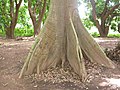 जड़ें (Buttress roots)