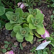 Coleus canina02 extr.jpg