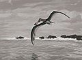 Anhanguera piscator, pterosaur