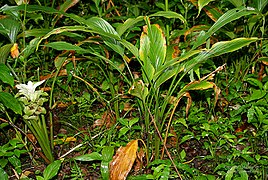 Curcuma longa (Haldi) Im IMG 2441.jpg