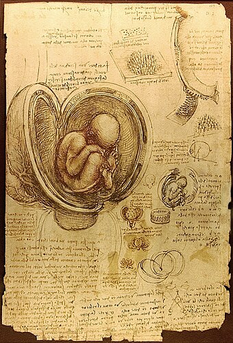 Эмбрион человека. Рисунок Леонардо да Винчи (ок. 1510 — 1513)
