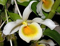 Dendrobium signatum