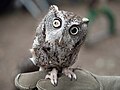 Image 45Rehabilitated eastern screech owl