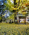 大銀杏 戒場神社鳥居（左）