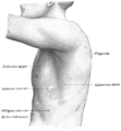 Lado izquierdo del tórax
