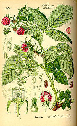 Paprastoji avietė (Rubus idaeus)