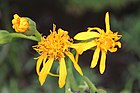 Ligularia japonica