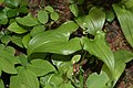 Maianthemum dilatatum