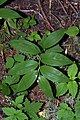 Maianthemum stellatum