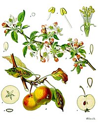 Malus domestica Borkh.