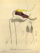 Masdevallia elephanticeps