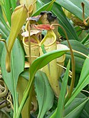 Nepenthes madagascariensis op Madagaskar, bezocht door een pauwoogdaggekko