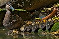 Female with ducklings